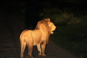 Lion at Night