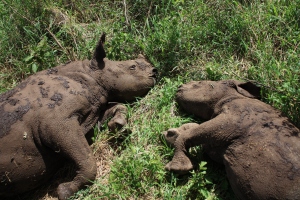 Rhinos Sleeping